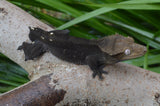 100% Het Axanthic Crested Gecko