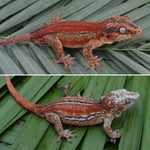 Red Striped Gargoyle Gecko (Pennywise offspring)