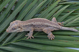 Pink Pastel Striped Gargoyle Gecko (Pink Floyd offspring)