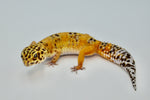 Clown het Tremper Leopard Gecko