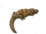 Adult Female Ornate Uromastyx