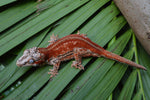 Red 6 Striped Gargoyle Gecko (HOLDBACK)