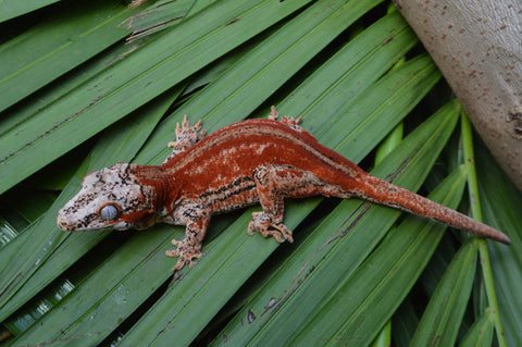 Red 6 Striped Gargoyle Gecko (HOLDBACK)