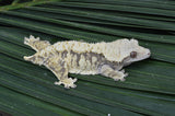 Extreme Harlequin Crested Gecko