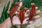 Red Striped Gargoyle Gecko