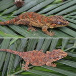Orange Banded Super Blotched Gargoyle Gecko