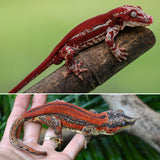 Red Striped Gargoyle Gecko (TAMPAX offspring)