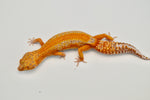 Red Diamond line Tangerine Tremper Leopard Gecko (PET ONLY)