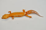 Red Diamond line Tangerine Tremper Leopard Gecko (PET ONLY)