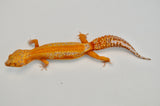 Red Diamond line Tangerine Tremper Leopard Gecko (PET ONLY)