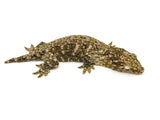 GTX Giant Gecko