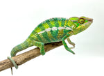 Juvenile Panther Chameleon Special