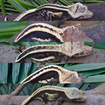 Mystery Picure Perfect Crested Gecko Group Baby (Supersripe)