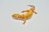 Stripe Tangerine Leopard Gecko