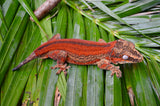 Red Striped Gargoyle Gecko (Red Base) Mr.Perfect HOLDBACK