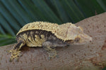 BREEDING PAIR of Extreme Harlequin Crested Geckos