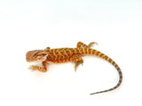 Hypo Orange Bearded Dragon