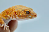 Red Diamond line Tangerine Tremper Leopard Gecko (PET ONLY)