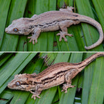 Pink Striped Gargoyle Gecko (Kirby offspring)