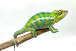 Juvenile Panther Chameleon Special
