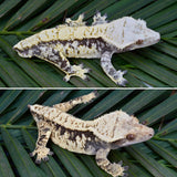 Whiteout Harlequin Crested Gecko
