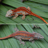Red Super Striped Gargoyle Gecko (Young Blood offspring)