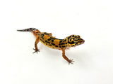 Mandarin Zorro Bold/Bandit Leopard Gecko