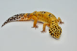 Clown het Tremper Leopard Gecko