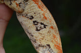 Bozo offspring Gargoyle Gecko
