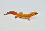 Tangerine Leopard Gecko