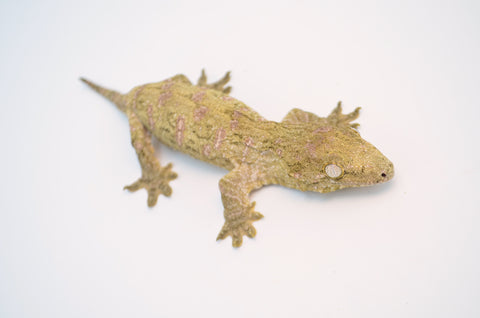 Pink Blotch Giant Gecko (Monster offspring)