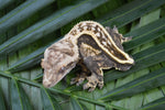 Quadstripe Crested Gecko (Possible Emptyback)