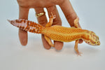 Bold Stripe Tangerine Leopard Gecko