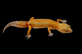 Red Diamond line Tangerine Tremper Leopard Gecko (PET ONLY)