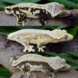 Pinstripe Crested Gecko (Pos het EB)