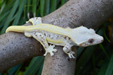 Extreme Harlequin Lilly White Crested Gecko