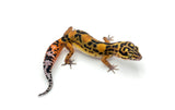 Mandarin Zorro Bold/Bandit Leopard Gecko