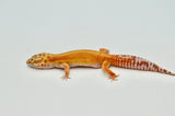 Bold Stripe Tangerine Leopard Gecko