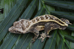 Quadstripe Crested Gecko (Possible Emptyback)