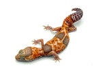Whiteout Amelanistic African Fat Tail Gecko