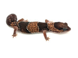 African Fat Tail Gecko