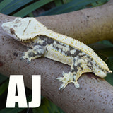 Crested Gecko Mystery Box