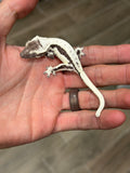 Axanthic Lilly White Crested Gecko