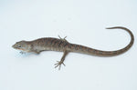 Red Lipped Arboreal Alligator Lizard (Abronia lythrochila)