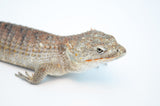 Red Lipped Arboreal Alligator Lizard (Abronia lythrochila)