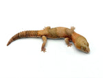 Amelanistic African Fat Tail Gecko (Retired)