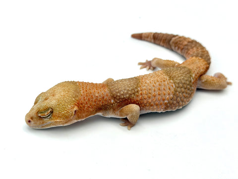 Amelanistic African Fat Tail Gecko (Retired)