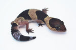 Baby African Fat Tail Gecko