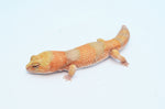 Amelanistic African Fat Tail Gecko