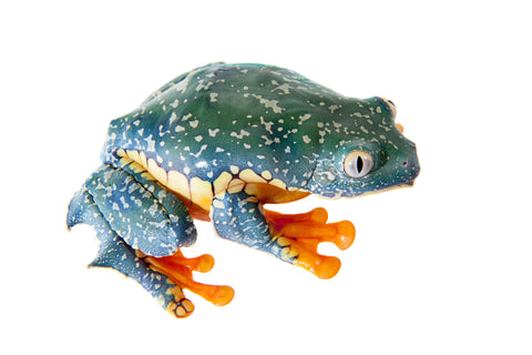 Amazon Fringed Leaf Frogs